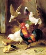 unknow artist Poultry 131 oil on canvas